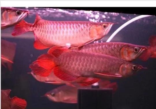 Arowana PLATYNOWA - Osteoglossum bicirrhosum Na sprzedaż, Mazowieckie, Warszawa