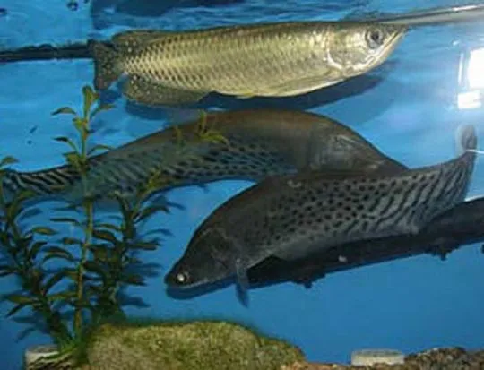 Arowana PLATYNOWA - Osteoglossum bicirrhosum Na sprzedaż, Mazowieckie, Warszawa