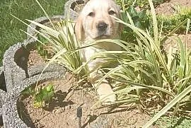 Labrador retriever szczenięta z rodowodem