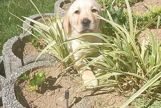 Labrador retriever szczenięta z rodowodem
