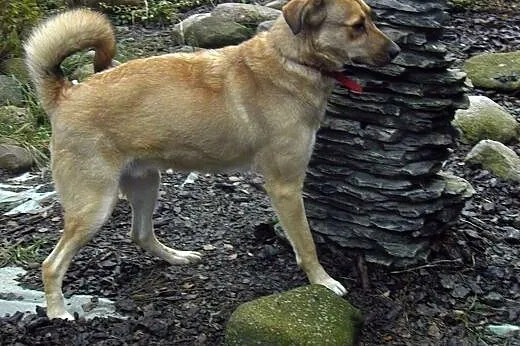 Maciek, super energiczny młody pies,  śląskie Kato
