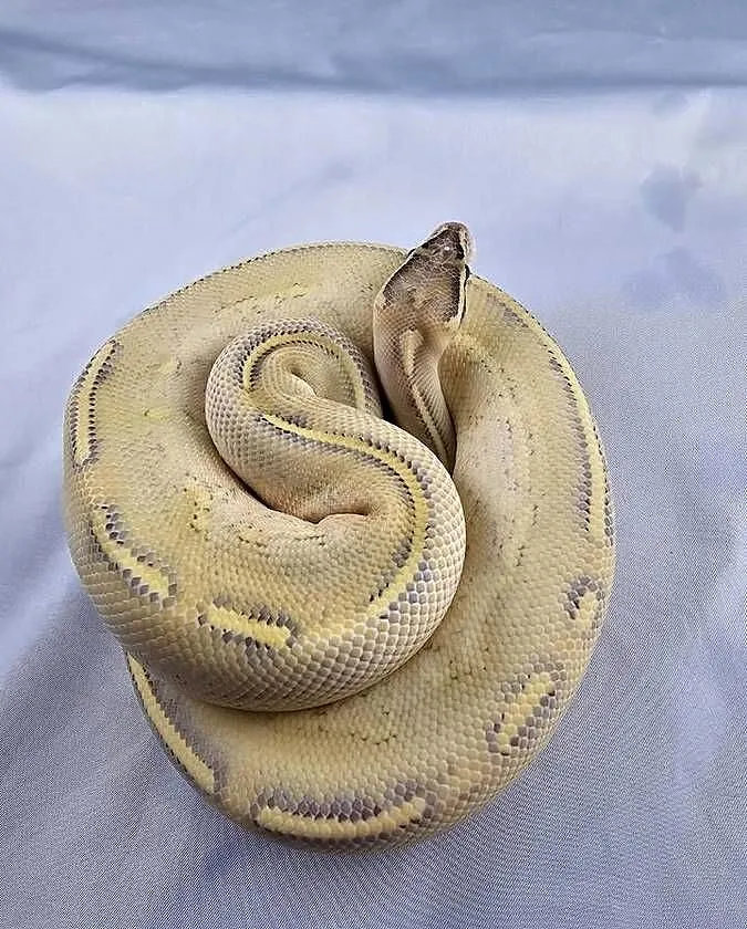 Pyton królewski python regius samiec, Dolnośląskie, Wrocław