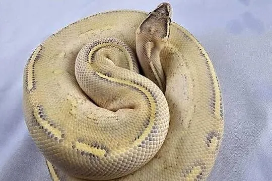 Pyton królewski python regius samiec, Dolnośląskie, Wrocław