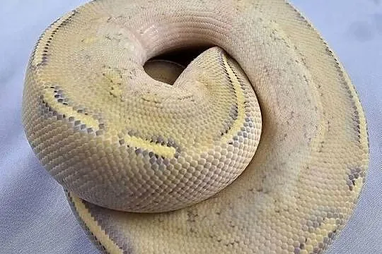 Pyton królewski python regius samiec, Dolnośląskie, Wrocław