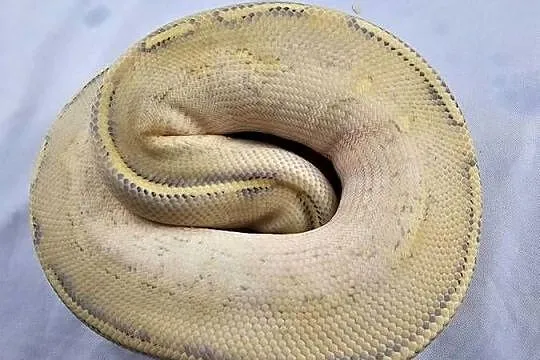 Pyton królewski python regius samiec, Dolnośląskie, Wrocław
