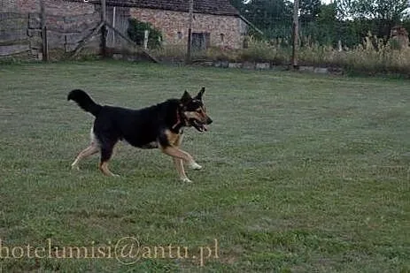 Kto pokocha Murzynka? Kto da mu domek na zawsze? ,