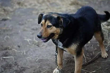 Kto pokocha Murzynka? Kto da mu domek na zawsze? ,