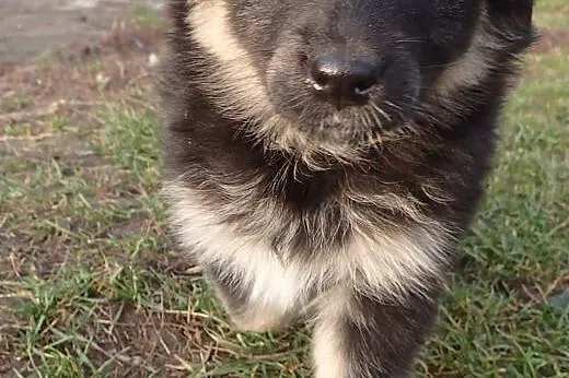 Pysia do adopcji szczeniak-docelowo średnia,  mazowieckie Warszawa