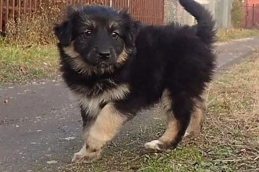 Pysia do adopcji szczeniak-docelowo średnia,  mazo