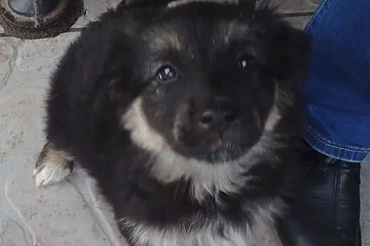 Pysia do adopcji szczeniak-docelowo średnia,  mazo