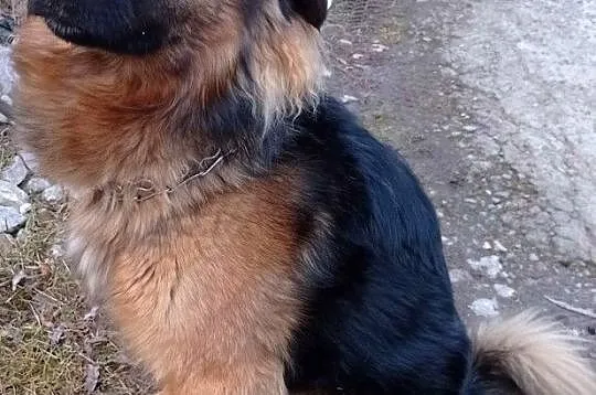 JEREMIASZ-piękny, wesoły i energiczny kudłaty psiak szuka aktywnego domu, Małopolskie, Kraków