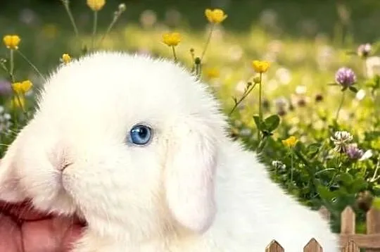 Cudowne kroliczki mini lop