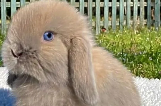 Cudowne kroliczki mini lop, Wielkopolskie, Poznań