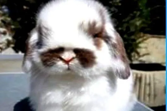 Cudowne kroliczki mini lop, Wielkopolskie, Poznań