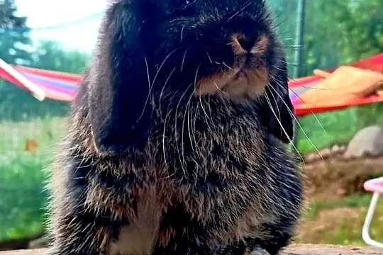 Cudowne kroliczki mini lop, Wielkopolskie, Poznań