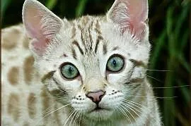 Kocurek Bengalski Snow Lynx Gotowy do odbioru Rodowód WCF