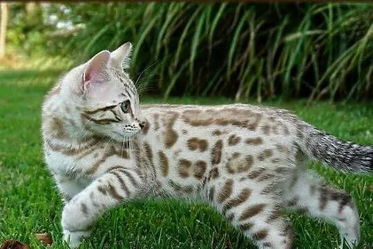 Kocurek Bengalski Snow Lynx Gotowy do odbioru Rodowód WCF, Dolnośląskie, Dzierżoniów