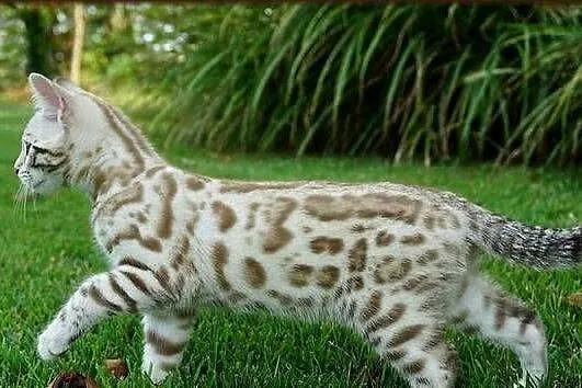Kocurek Bengalski Snow Lynx Gotowy do odbioru Rodowód WCF, Dolnośląskie, Dzierżoniów