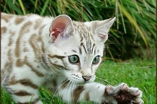Kocurek Bengalski Snow Lynx Gotowy do odbioru Rodowód WCF, Dolnośląskie, Dzierżoniów