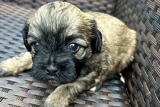 pieski shih tzu