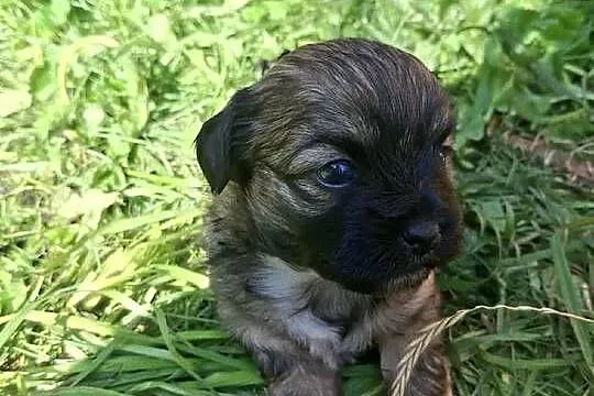 pieski shih tzu, Warmińsko-mazurskie, Gierzwałd
