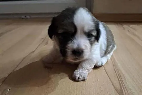 pieski shih tzu, Warmińsko-mazurskie, Gierzwałd