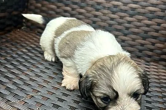 pieski shih tzu, Warmińsko-mazurskie, Gierzwałd