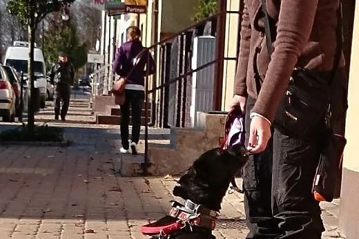 KAWA bardzo pilnie szuka rąk do głaskania!,  święt