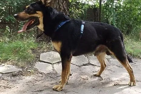 Energiczny młody Kalif do adopcji,  dolnośląskie W