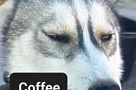 Suczki rasy syberian husky