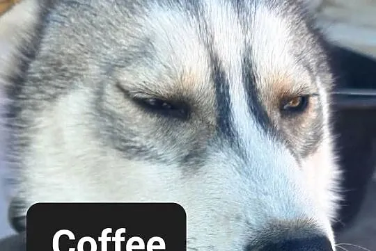 Suczki rasy syberian husky, Pomorskie, Reda