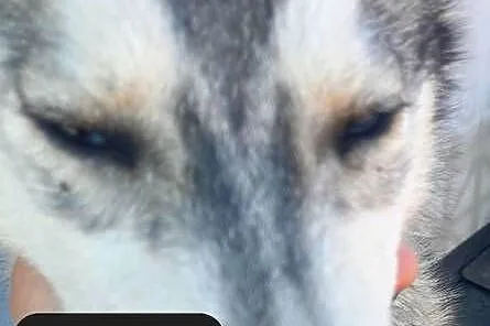 Suczki rasy syberian husky, Pomorskie, Reda
