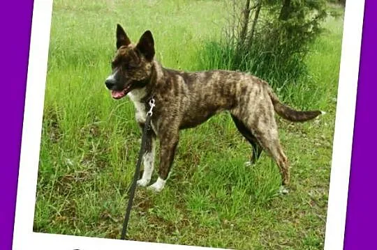PRĘGULA ,młoda 12 m-cy suczka, energiczna,żywiołowa_Adopcja
