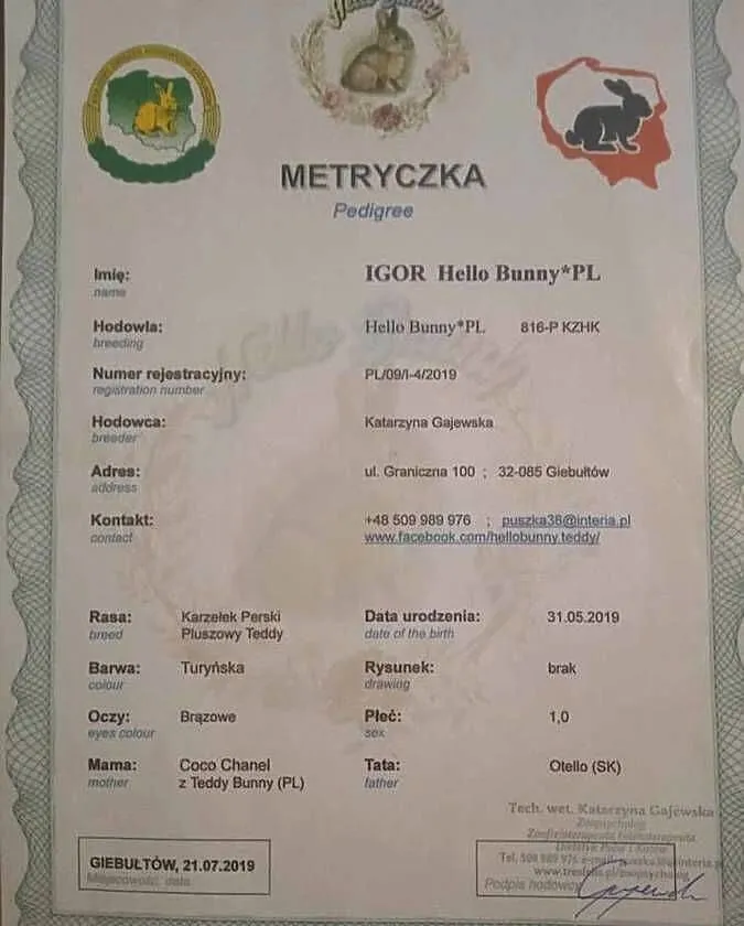 Króliczek