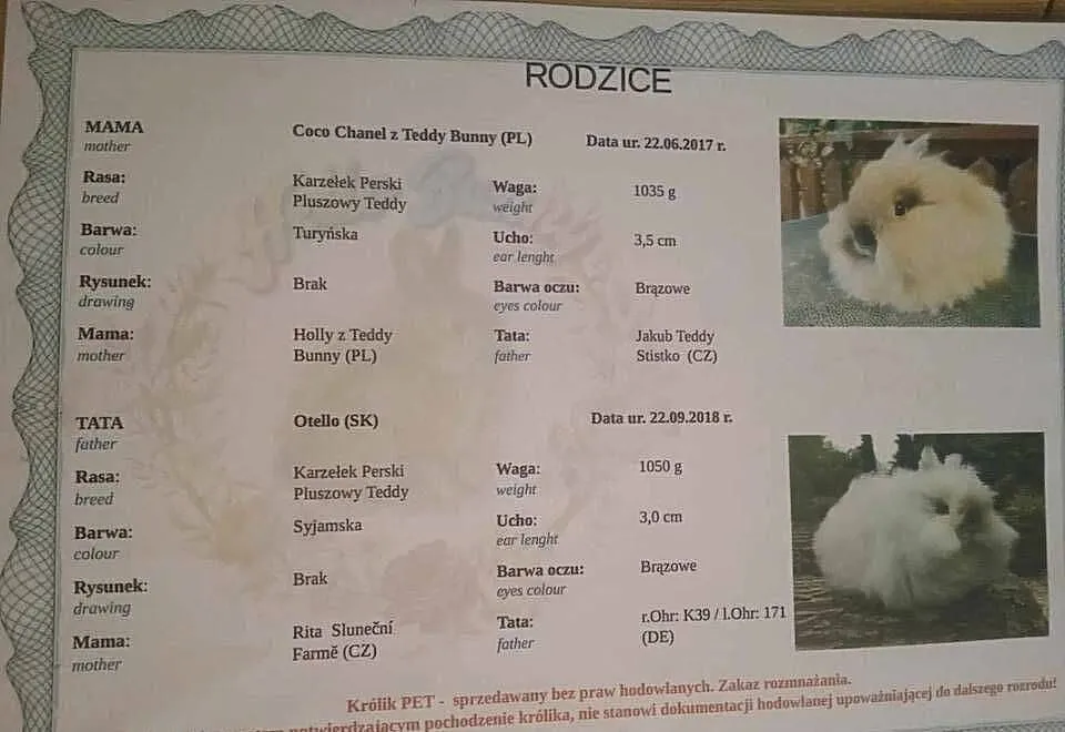 Króliczek