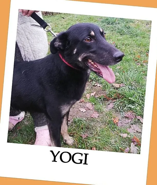 Średni 25 kg,młody,kontaktowy,mądry,o wspaniałym charakterze,psiak YOGI.Adopcja., , Wrocław