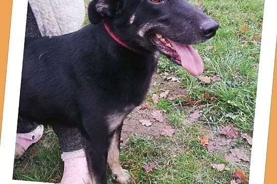 Średni 25 kg,młody,kontaktowy,mądry,o wspaniałym charakterze,psiak YOGI.Adopcja., , Wrocław