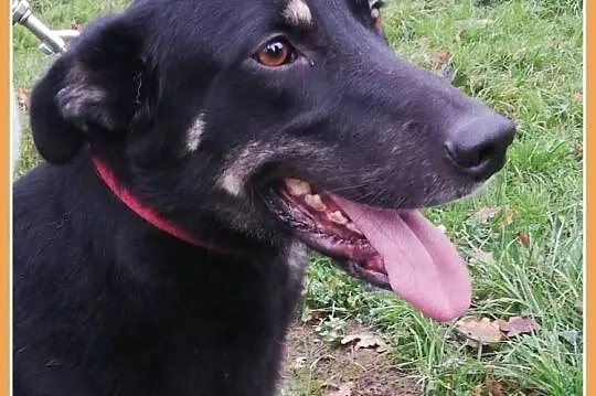 Średni 25 kg,młody,kontaktowy,mądry,o wspaniałym charakterze,psiak YOGI.Adopcja., , Wrocław