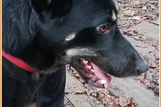 Średni 25 kg,młody,kontaktowy,mądry,o wspaniałym charakterze,psiak YOGI.Adopcja., , Wrocław