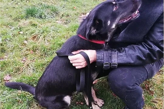 Średni 25 kg,młody,kontaktowy,mądry,o wspaniałym charakterze,psiak YOGI.Adopcja., , Wrocław