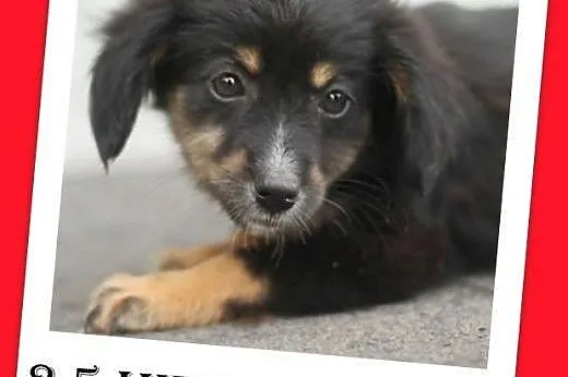 2,5 mies. szczenięta,PAPITKI,suczki małe,ks.zdrowia.ADOPCJA,  małopolskie Tarnów