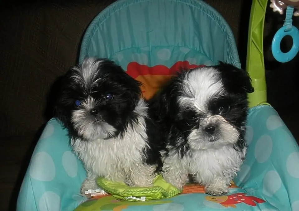 Pieski shih tzu