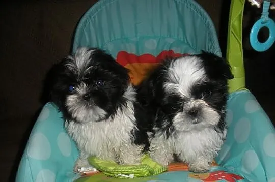 Pieski shih tzu