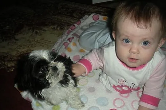Pieski shih tzu