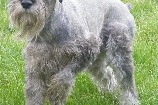 Sznaucer Sredni Szczenięta, śląskie Częstochowa