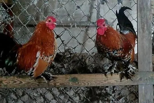 Koguty z 25 roku, Lubelskie, Tokarówka