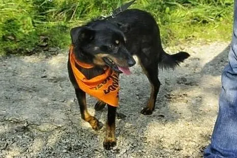 Pufek, młody i miły psiak czeka na dom,  śląskie K