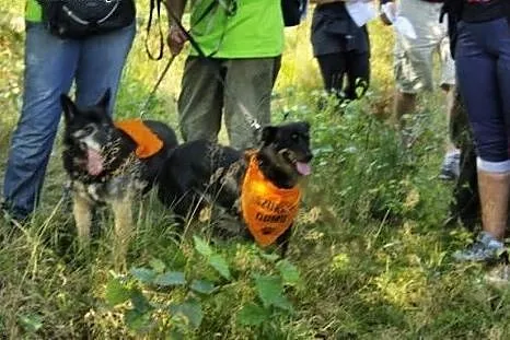 Pufek, młody i miły psiak czeka na dom,  śląskie K