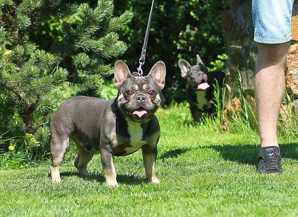 Buldog francuski- Blue and Tan/ krycie/ reproduktor, Mazowieckie, Płock