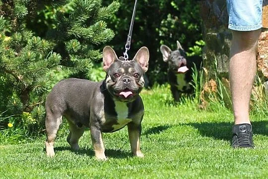 Buldog francuski- Blue and Tan/ krycie/ reproduktor, Mazowieckie, Płock
